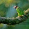 Amazonek hnedohlavy - Pyrilia haematotis - Brown-hooded Parrot o4460